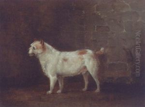 Dandy, A Terrier by George Nairn