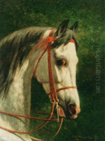 An Arabian Horse - view 1