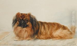 A Pekingese
