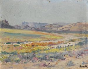 Yellow Flowers, Namaqualand