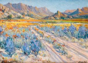 Namaqualand In Bloom