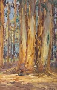 Stems Of The Red Gum, Knysna