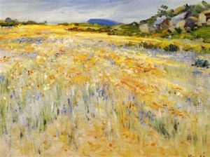 Namaqualand In Bloom