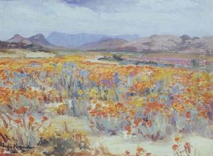 Namaqualand Daisies
