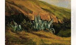 Des Agaves Dans La Region De Cannes