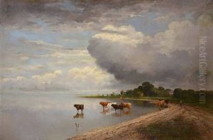 Kuhe An Der Tranke Im Seichten Seeufer Kuhe An Der Tranke Im Seichten Seeufer