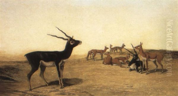Herd Of Indian Blackbuck - view 1