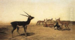 Herd Of Indian Blackbuck