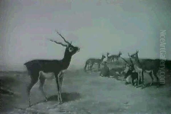 Indian Blackbuck - Antilope Cerviapra - view 1