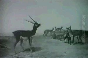 Indian Blackbuck - Antilope Cerviapra by John Trivett Nettleship