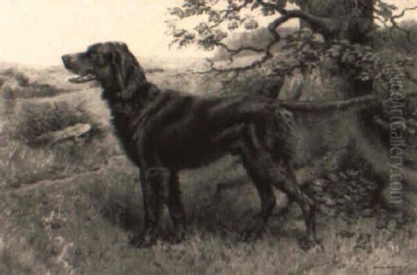 An Irish Setter - view 1