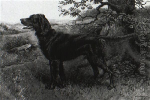 Irish Setter - view 1