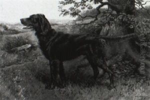 Irish Setter