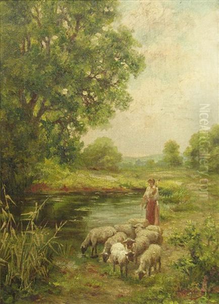 Watering Sheep - view 1