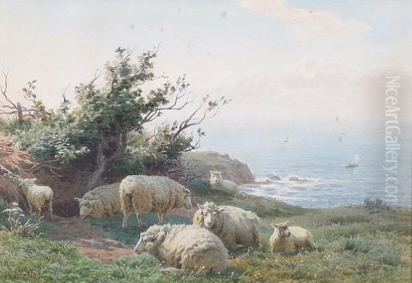 Sheep Resting In A Coastal Field - view 1