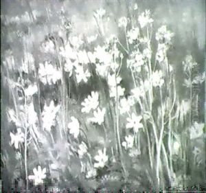 Wiesenblumen Wiesenblumen