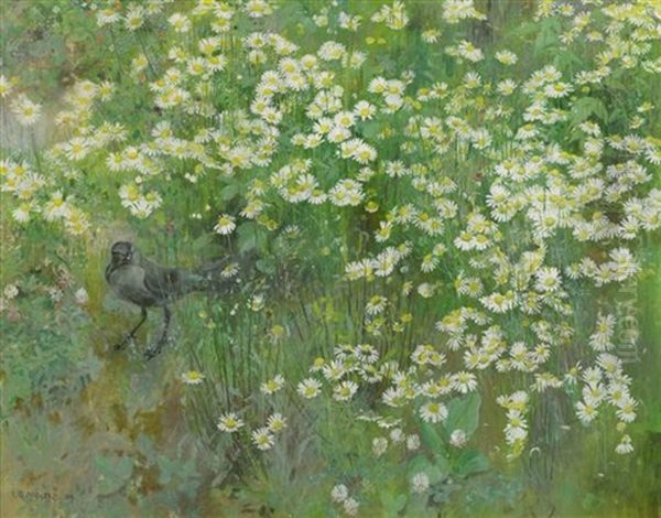 Coucas Dans Champ De Marguerites - view 1