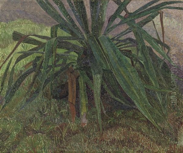 Agave - view 1
