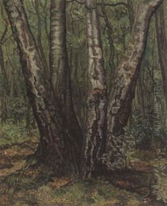 Forest Landscape Forest Landscape