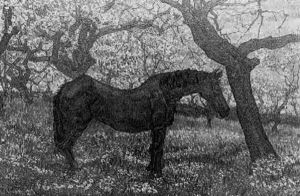 A Horse In An Orchard by Jakob Nieweg