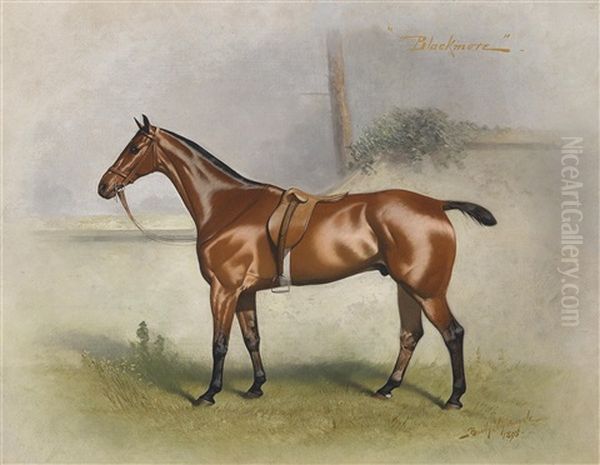 Blackmore, Sportpferd - view 1