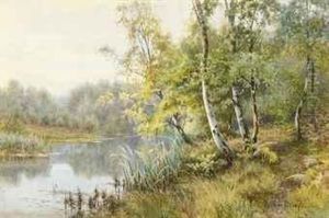 Silver Birchs On A Wooded River Bank