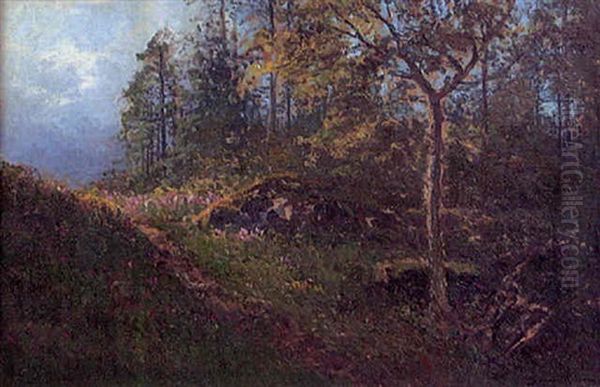 Solstrimma Over Blommande Skogsglanta - view 1