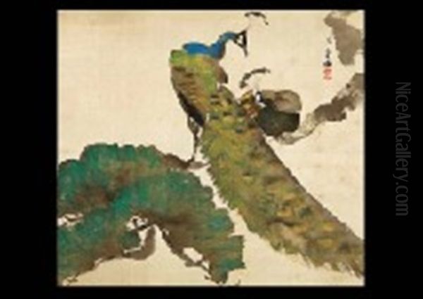 Peacock - view 1