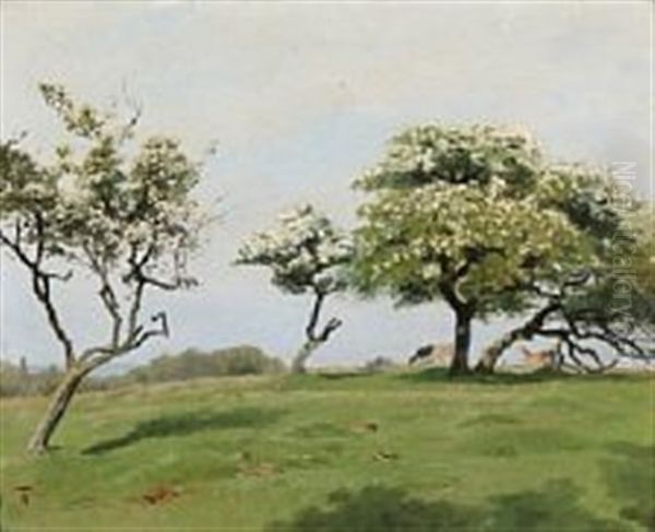 Blomstrende Hvidtjorn I Jaegersborg Dyrehave - view 1