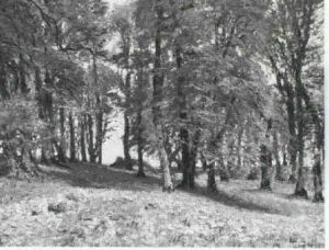 Efterarsskov Efterarsskov