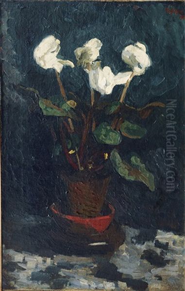 Cyclamen - view 1