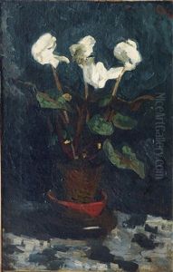 Cyclamen