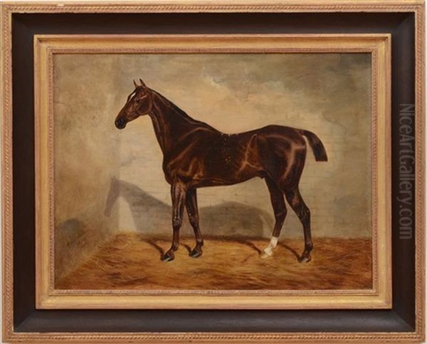 A Bay Racehorse In Loose Box - view 1