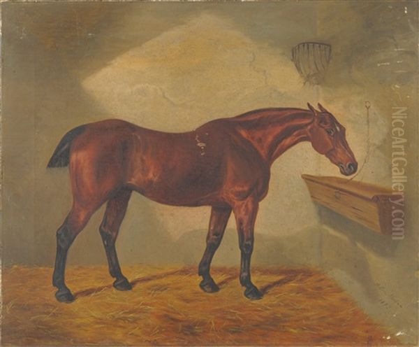 Racehorse In A Loose Box - view 1