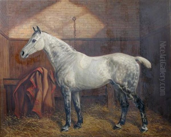 A Dappled Gray Hunter In The Stables At Westacre, Norfolk - view 1