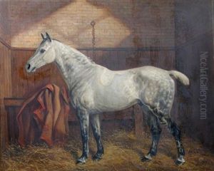 A Dappled Gray Hunter In The Stables At Westacre, Norfolk