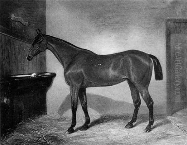 "colombine", A Dark Bay Hunter In A Stable - view 1