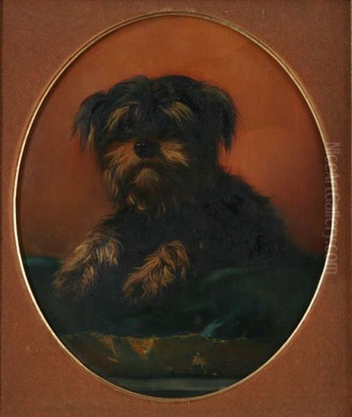 Schnauzer - view 1
