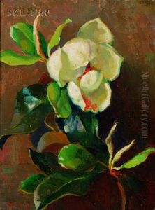 Magnolia Magnolia