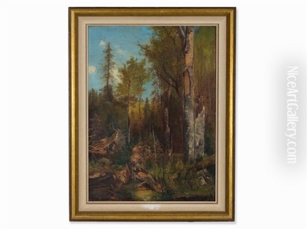 Forest Of The House Of Schwarzenberg - view 1