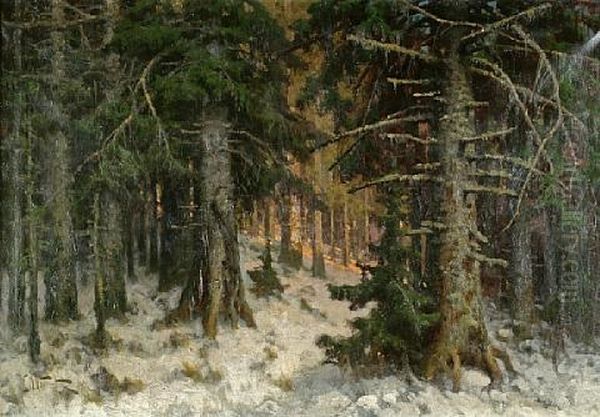 A Pine Forest In Winter - view 1