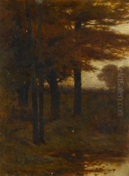 Forest At Dusk - view 1