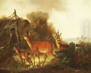 Rotwild Auf Waldlichtung