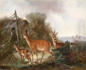 Red Deer In A Woodland Clearing