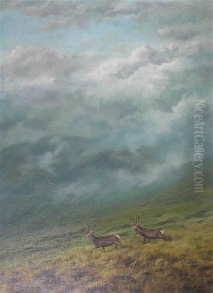 Two Stags Striding Across The Moor - view 1
