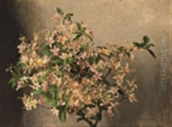 Azalea Nollis - view 1
