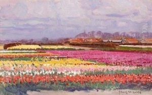 Tulip Fields Tulip Fields