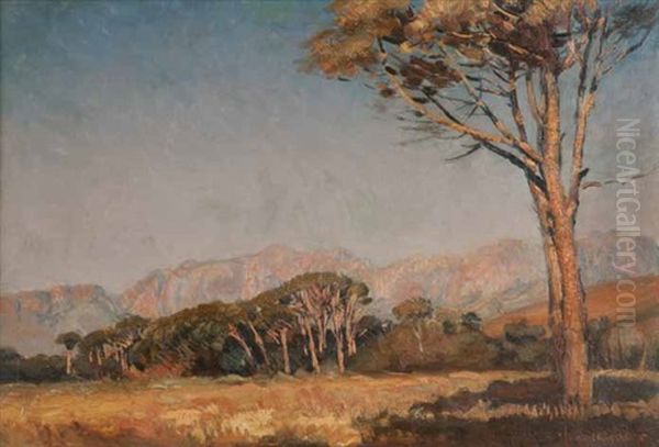 Landscape With Stone Pines, Franschoek - view 1