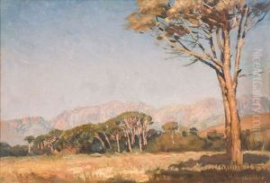 Cape Landscape With Stone Pines