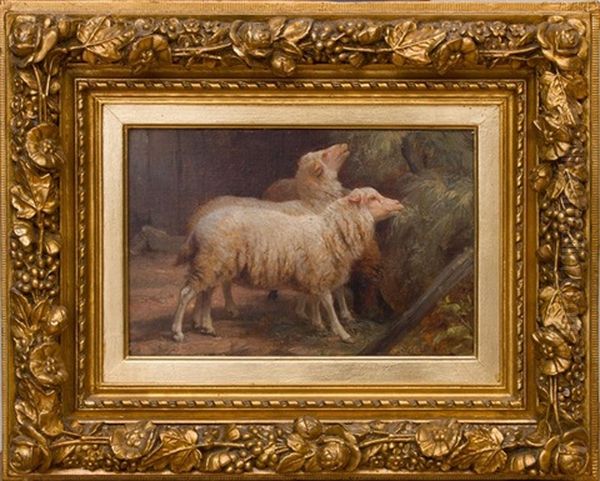 Sheep - view 1